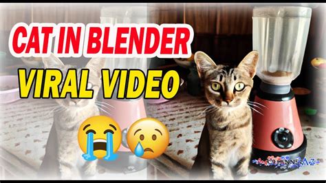 catinblender|Cat Blender Video: Video Gallery 